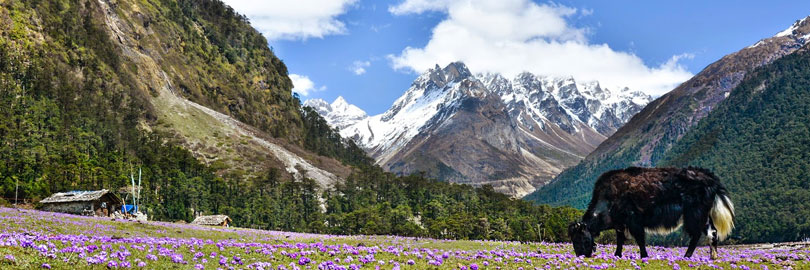 Sikkim